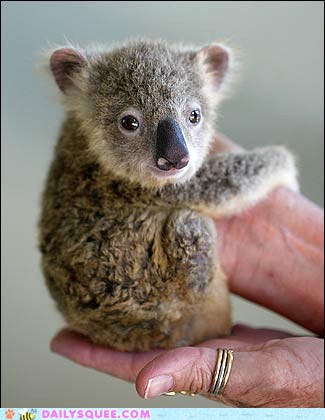 Hand Held Koala - Daily Squee - Cute Animals - Cute Baby Animals - Cute