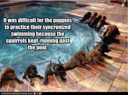 I Has A Hotdog - synchronized swimming - Funny Dog Pictures | Dog Memes
