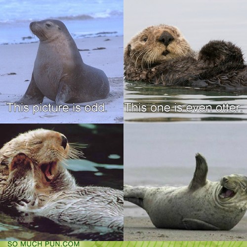 Puns seal Funny Puns Pun Pictures Cheezburger