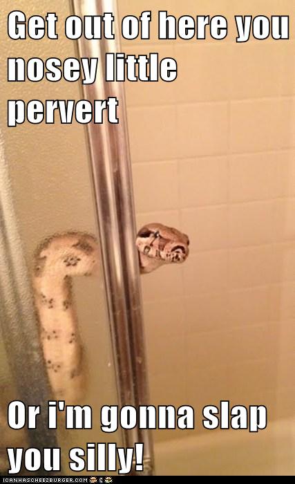 pervert gonna nosey