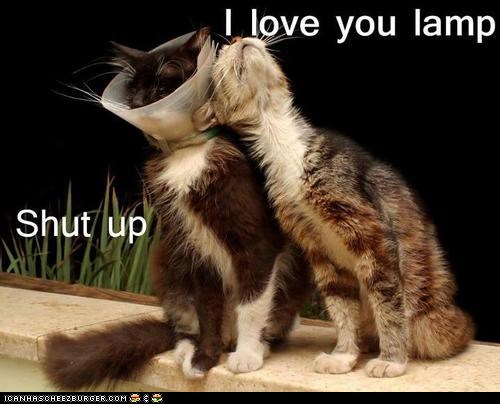 Lamp Love I Can Has Cheezburger