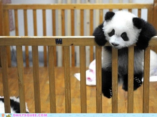 baby pandas sleeping in crib