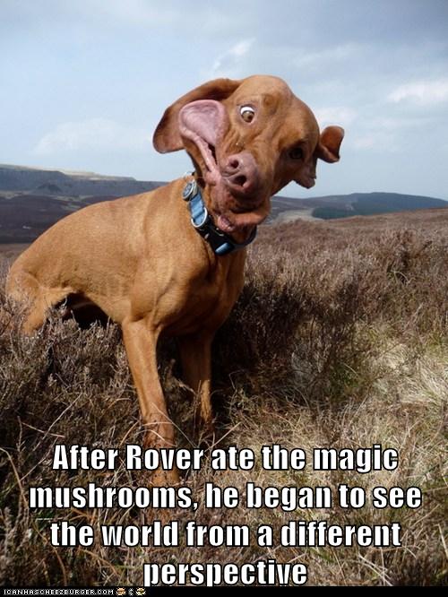 Magic Mushrooms - I Has A Hotdog - Dog Pictures - Funny 