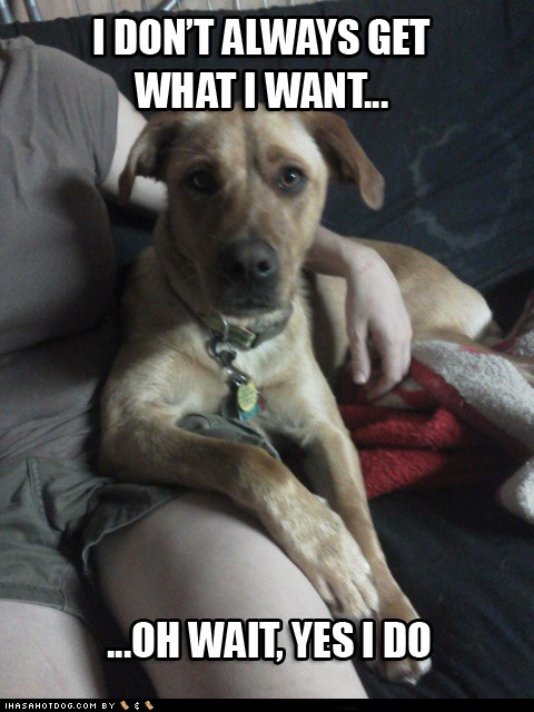 I Has A Hotdog - most interesting dog - Funny Dog Pictures | Dog Memes