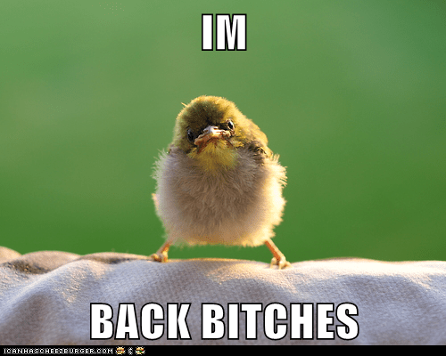 im-back-bitches