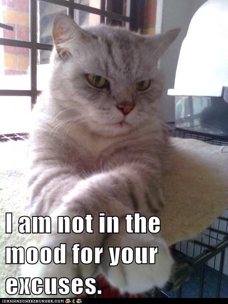 I am not in the mood for your excuses. - Lolcats - lol | cat memes ...