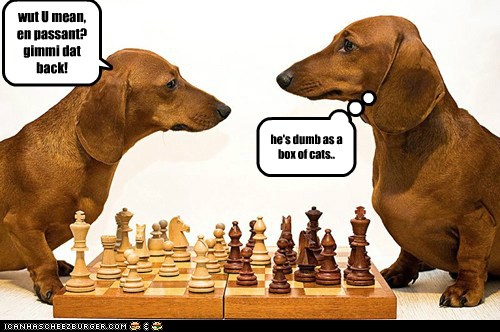 Chess - I Has A Hotdog - Dog Pictures - Funny pictures of dogs - Dog