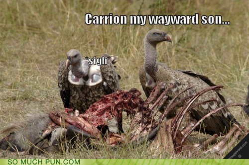 Puns Carry On My Wayward Son Funny Puns Pun Pictures Cheezburger