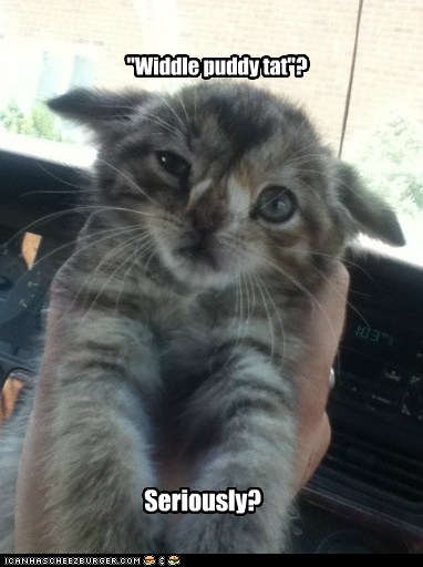 Incredulous Kitty is incredulous - Lolcats - lol | cat ...