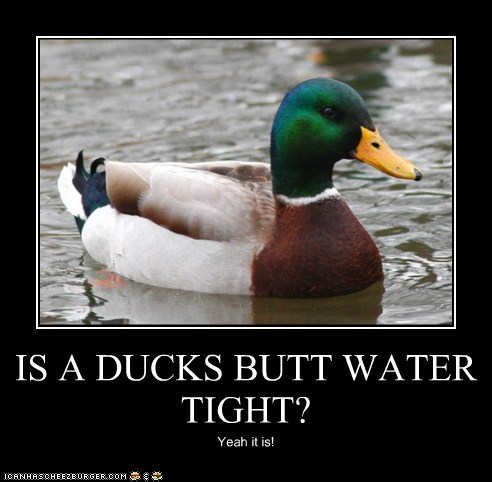 IS A DUCKS BUTT WATER TIGHT? - Cheezburger - Funny Memes | Funny Pictures