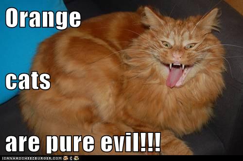 evil orange cat