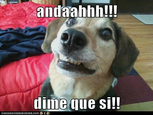 Andaahhh Dime Que Si I Has A Hotdog Dog Pictures Funny Pictures Of Dogs Dog Memes Puppy Pictures Doge