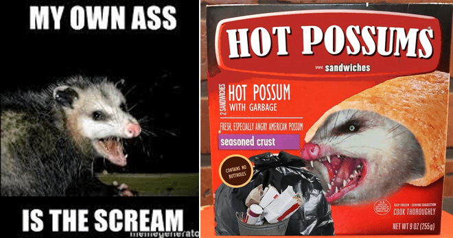 22 Possum Memes That'll Make You Scream At Own Ass - Memebase - Funny Memes