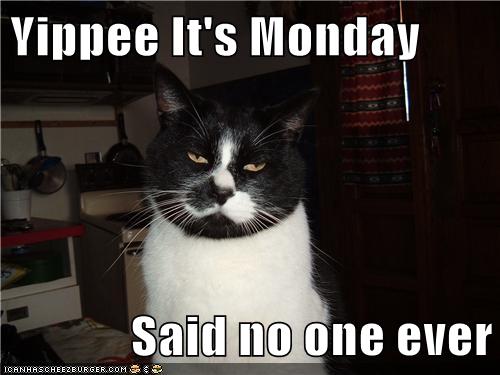 Yippee Its Monday Said no one ever  Lolcats  lol  cat memes  funny cats  funny cat 