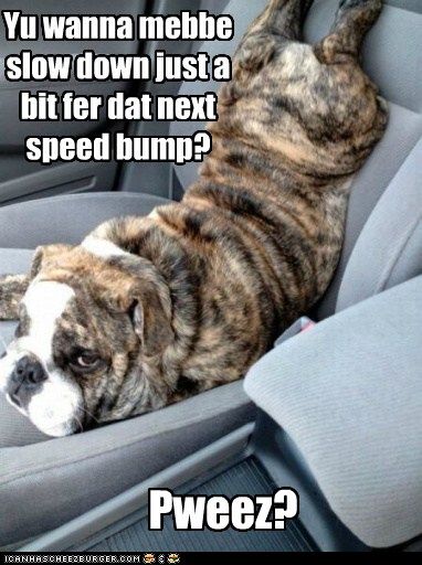 Speed Bumps - I Has A Hotdog - Dog Pictures - Funny pictures of dogs ...