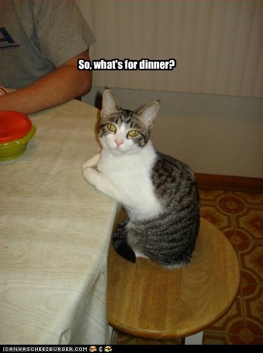 So... - Lolcats - lol | cat memes | funny cats | funny cat pictures ...