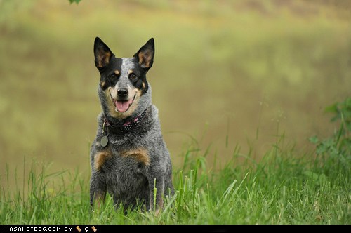 Goggie ob teh Week FACE OFF: Australian Cattle Dog - I Has A Hotdog ...