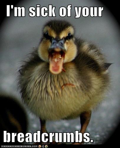Animal Capshunz - breadcrumbs-tired - Funny animal pictures with