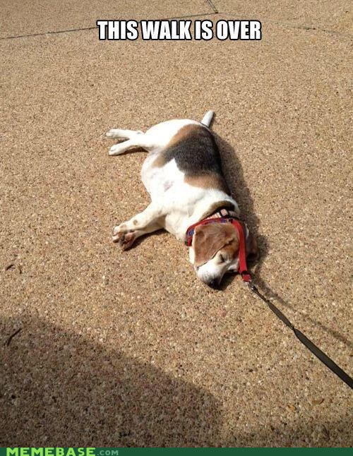 Stick a Fork in Him Memebase Funny Memes