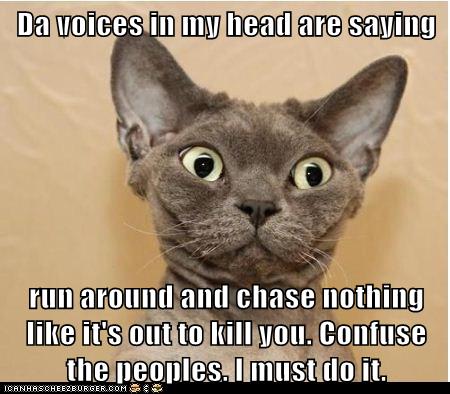 Da voices in my head - Lolcats - lol | cat memes | funny cats | funny