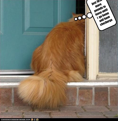 The Fat Cow Cat Lolcats Lol Cat Memes Funny Cats Funny