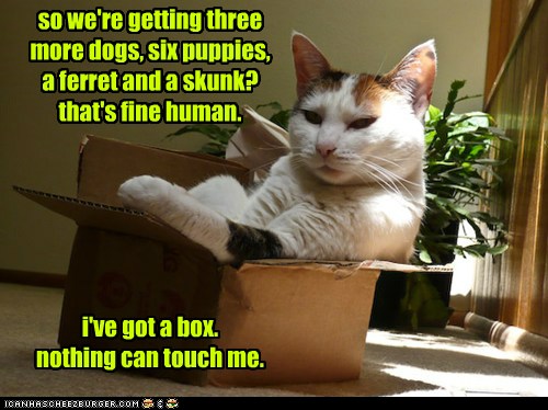 i've got a box. nothing can touch me. - Lolcats - lol | cat memes
