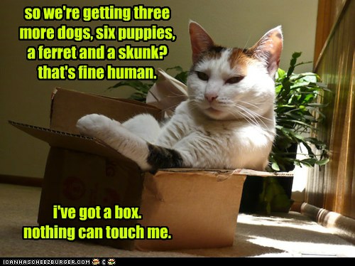 i've got a box. nothing can touch me. - Lolcats - lol | cat memes ...