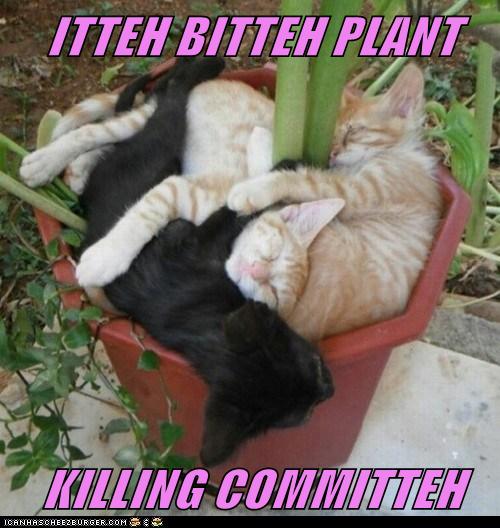 Lolcats itty bitty kitty committee LOL at Funny Cat Memes Funny