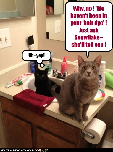 LIARS, LIARS, PANTS ON FIRE! - Lolcats - lol | cat memes ...