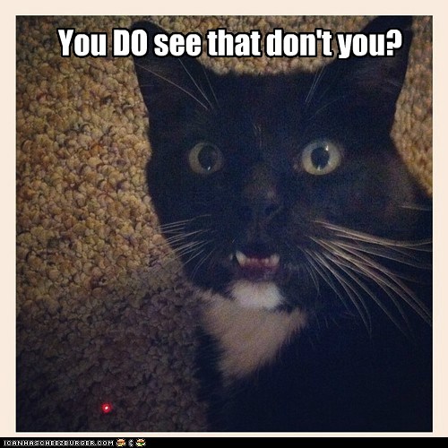 Or is it just a hallucination? - Lolcats - lol | cat memes | funny cats ...