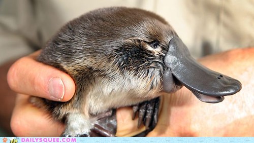 duck billed platypus baby