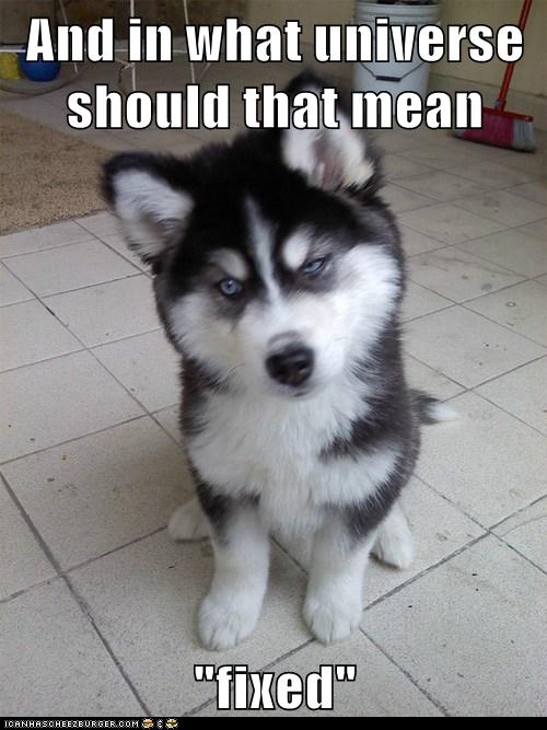 Animal Memes: Skeptical Newborn Puppy - Sounds More Like You're 