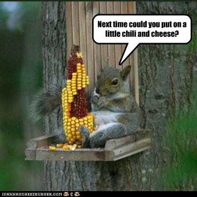 Foodie Squirrel - Animal Comedy - Animal Comedy, funny animals, animal gifs