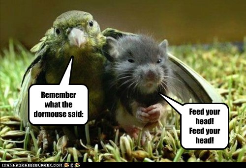Remember What The Dormouse Said Animal Comedy Animal Comedy