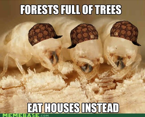 Scumbag Termites Memebase Funny Memes