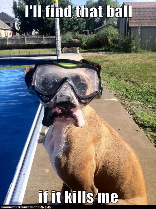I Has A Hotdog - swimming pool - Page 2 - Funny Dog Pictures | Dog Memes |  Puppy Pictures | Pictures of dogs - Dog Pictures - Funny pictures of dogs -  Dog Memes - Puppy pictures - doge - Cheezburger