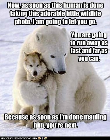 Polar Bears Always Give Fair Warning - Animal Comedy - Animal Comedy ...