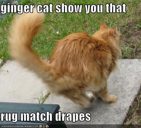 Ginger Cat Show You That Rug Match Drapes Cheezburger Funny