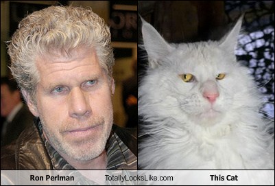 Ron Perlman Totally Looks Like This Cat - Totally Looks Like