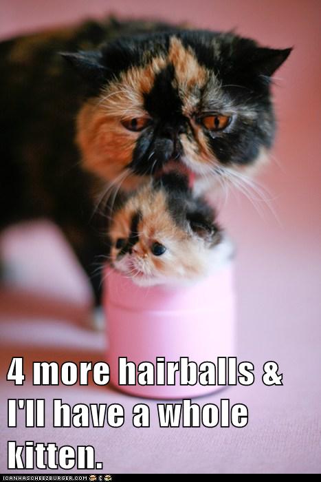 4 more hairballs - Lolcats - lol | cat memes | funny cats | funny cat