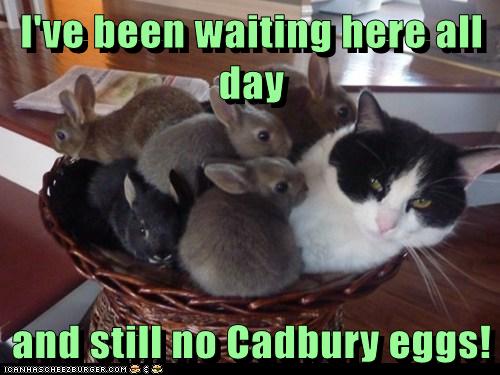 Lolcats - Cadbury - LOL at Funny Cat Memes - Funny cat pictures with