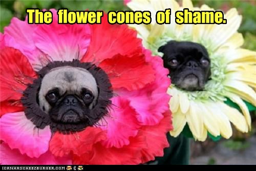 Flower cone of shame best sale