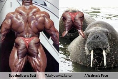 Bodybuilder's Butt Totally Looks Like A Walrus's Face - Totally Looks Like