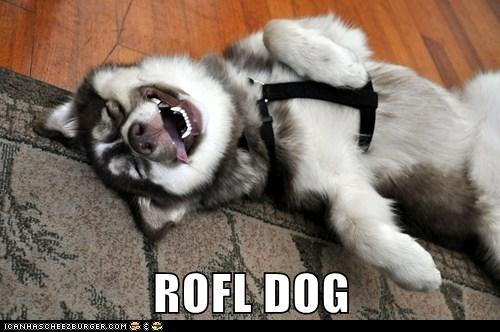Funny Pictures Of Dogs Dog Memes