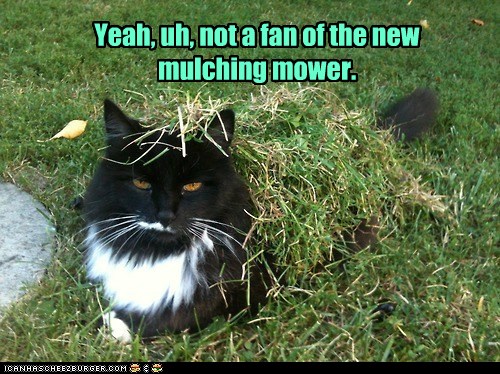 Move, me? Can't you mow another day? - Lolcats - lol | cat memes ...