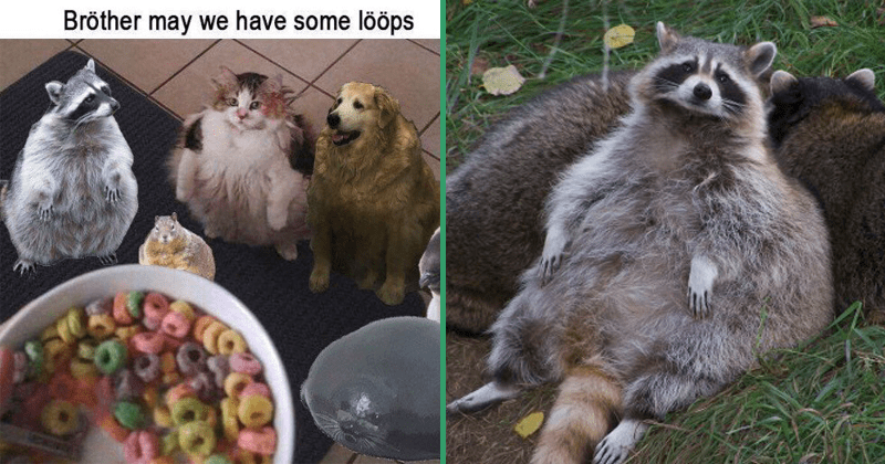 17 Extra Thicc Animals Reppin The World S Absolute Units Memebase Funny Memes