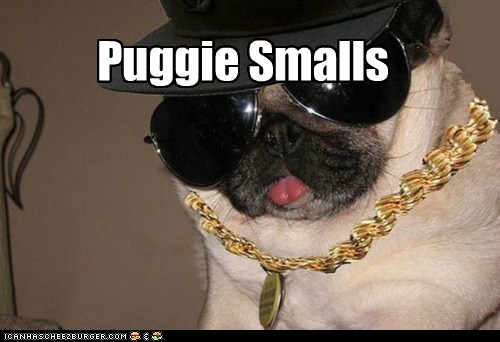 The Notorious P.U.G. - I Has A Hotdog - Dog Pictures - Funny