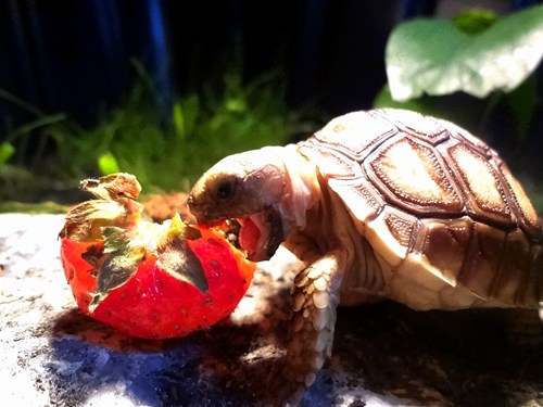 Reader Squee: Sulcata Snack - Daily Squee - Cute Animals - Cute Baby 