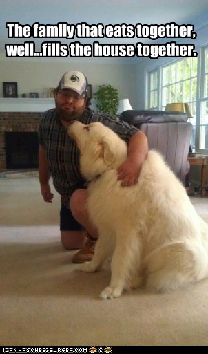 big fat fluffy dogs