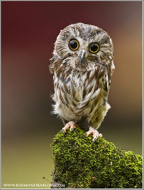 Big Eyed Owlie - Daily Squee - Cute Animals - Cute Baby Animals - Cute ...